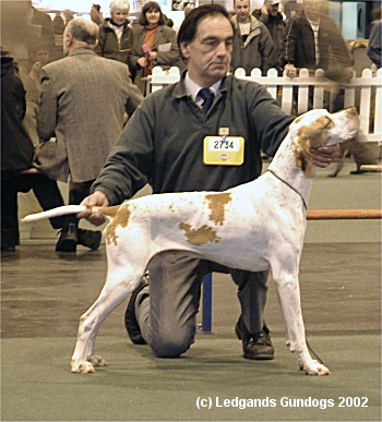 Open Dog